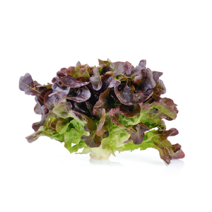 Lechuga Hoja Roble BIO, 1 unidad